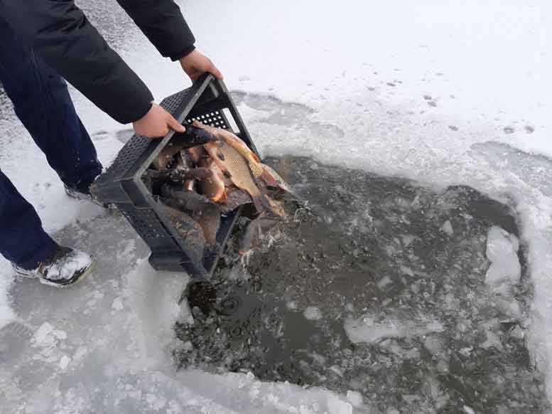 На Ковельщині зарибнили Кричевичівське водосховище