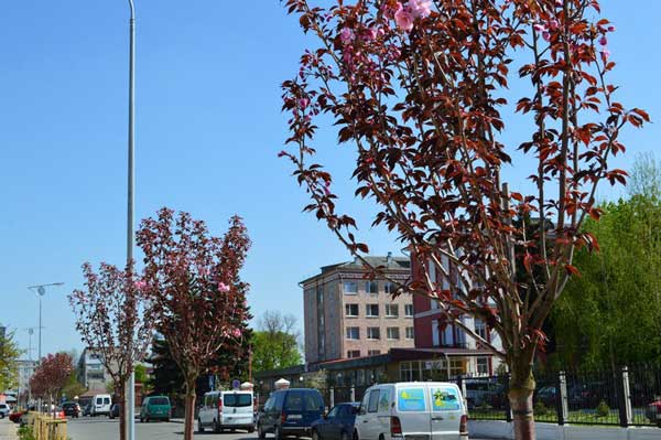 У Ковелі зацвіла алея сакур