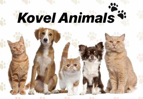 У Ковелі вперше проведуть благодійний ярмарок на підтримку безпритульних тварин