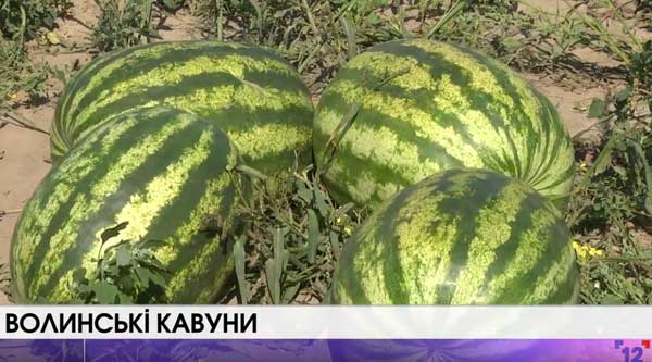 Фермер із Ковельщини вирощує кавуни. Відео
