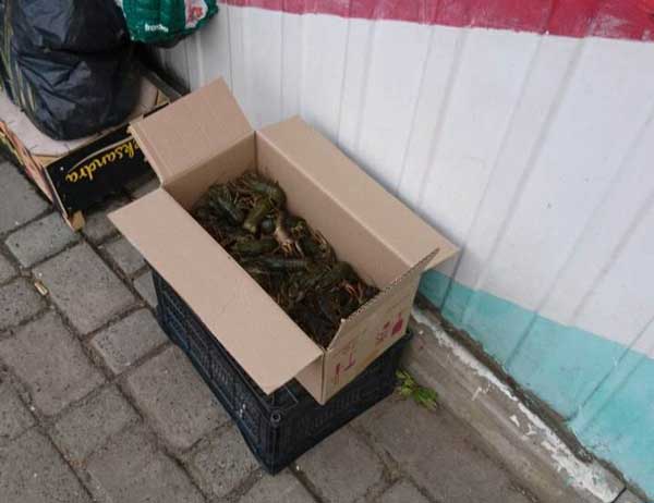 У Ковелі рибоохоронний патруль виявив незаконний продаж раків. Фото